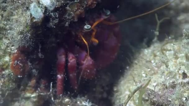 Krab poustevník ve Středozemním moři — Stock video