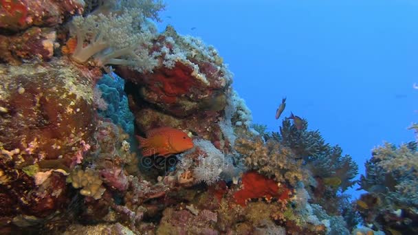 Bunte Fische schwimmen in der Nähe von Korallenriffen — Stockvideo