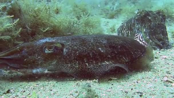 Tintenfische im Mittelmeer — Stockvideo