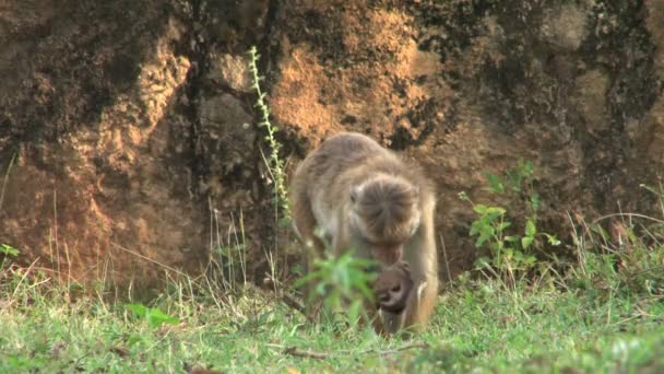 Maymunlar Polonnaruwa duvara — Stok video