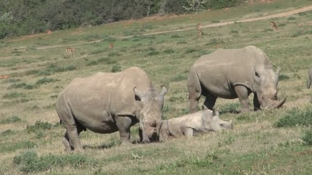 Incredibile selvaggio Rinoceronti — Video Stock