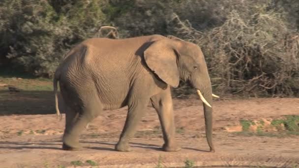 Большой красивый слон — стоковое видео