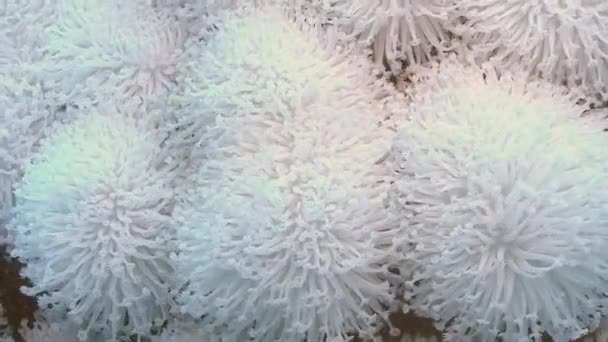 Weichkorallen bewegen sich im Meer — Stockvideo