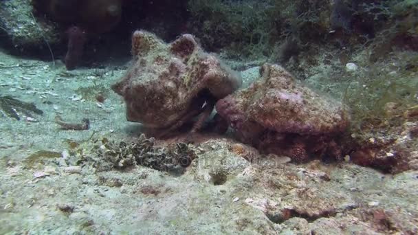 Hermit krabben op zanderige bodem — Stockvideo