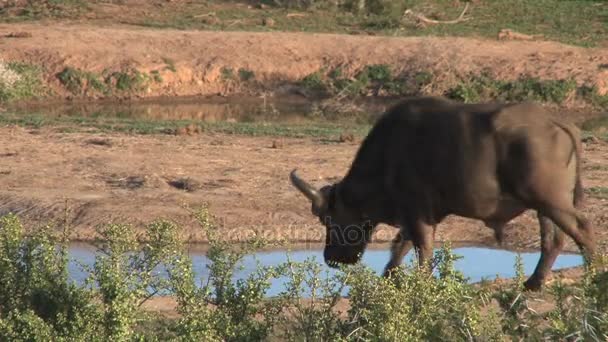 Buffalo en Sudáfrica — Vídeo de stock