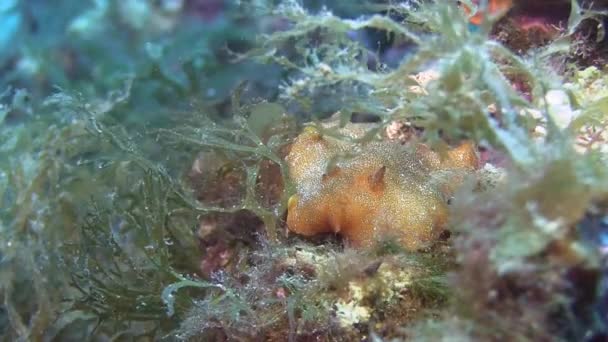 Nudibranch en mer Méditerranée — Video