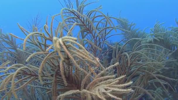 カリブ海でのフラミンゴのウミウシ — ストック動画