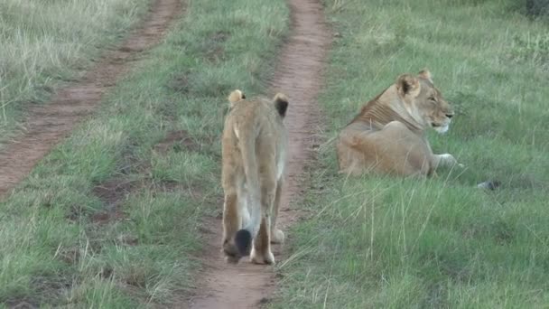 Increíbles leones salvajes — Vídeo de stock