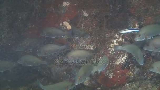 Snappers, diving in Arabian sea, — Stock Video