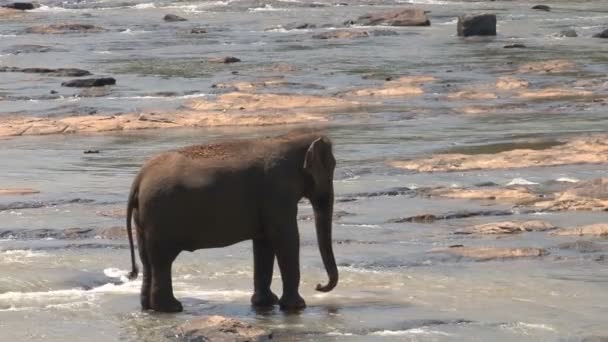 川で象に立って — ストック動画