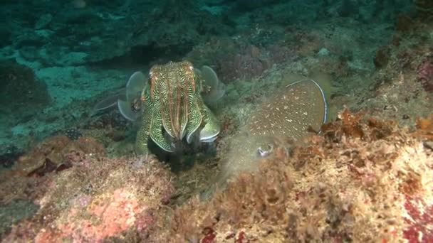 Sepia, buceo en el mar Arábigo , — Vídeo de stock