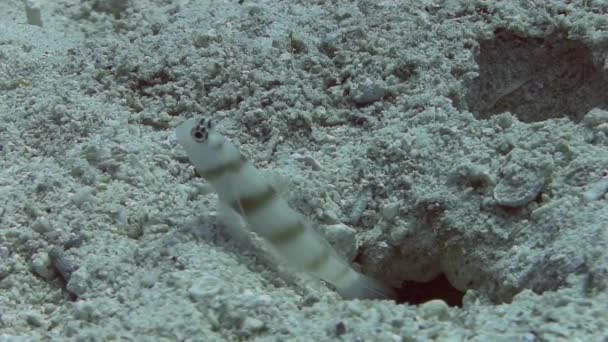 Γοβιούς ψάρια και τις γαρίδες που κρύβεται στην τρύπα — Αρχείο Βίντεο
