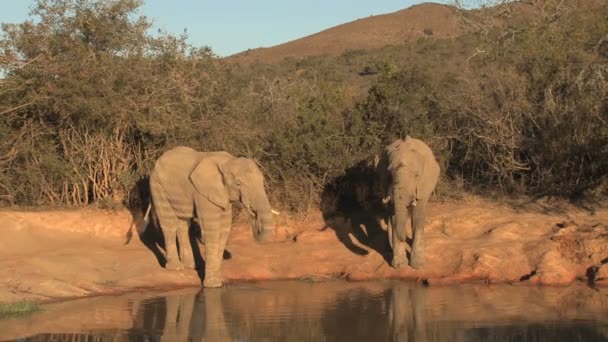 South african elephants — Stock Video