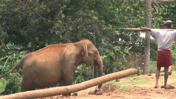 Elefante no Orfanato Pinnawela — Vídeo de Stock