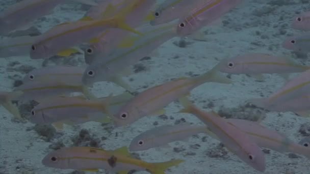 Omán, sumergiéndose en el mar Arábigo — Vídeos de Stock