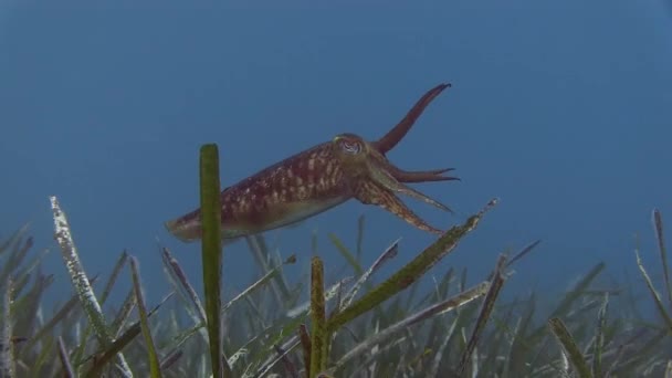 Mergulho no mar Mediterrâneo — Vídeo de Stock