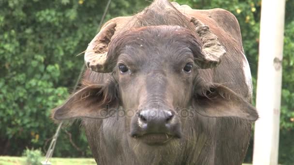 Búfalo mirando fijamente al lente — Vídeo de stock