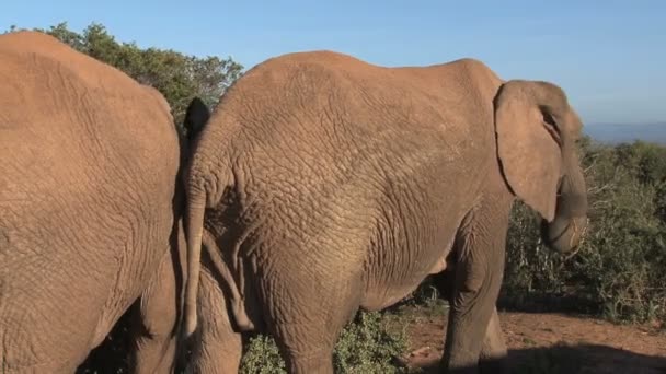 Elefantes sudafricanos — Vídeos de Stock