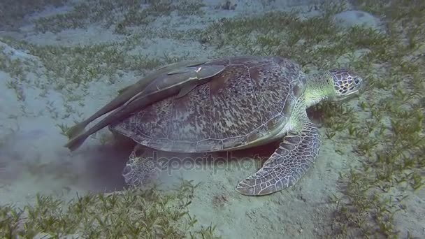 Schildkröte mit zwei Echeneidae Fischen — Stockvideo