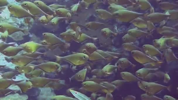 Farverige fisk svømmer nær koralrev – Stock-video