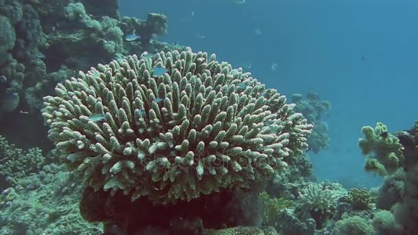 Peces diminutos nadando cerca de los arrecifes de coral — Vídeo de stock