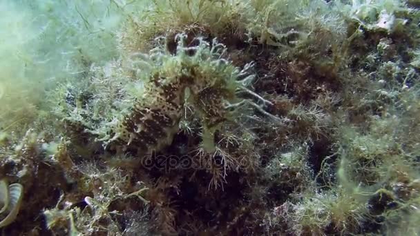 Costa Brava, buceo Mar Mediterráneo — Vídeos de Stock