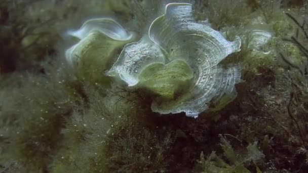 Flache Riffe Pfauen Schwanz auf Felsen — Stockvideo