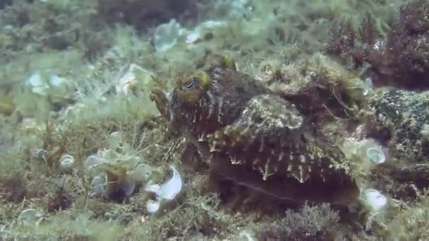 Cuttlefish în Marea Mediterană — Videoclip de stoc