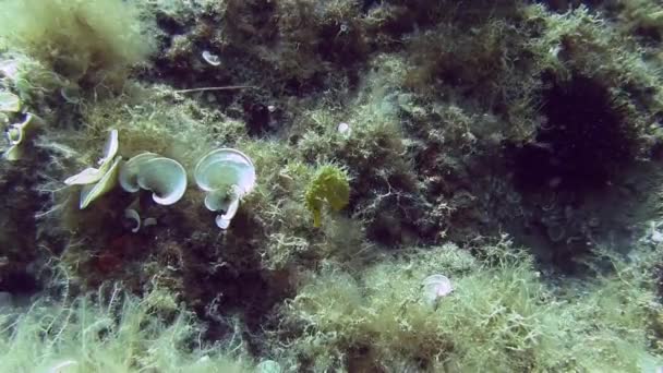 Costa Brava, diving Mediterranean sea — Stock Video