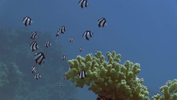 Corales duros y peces de arrecife rayados — Vídeo de stock