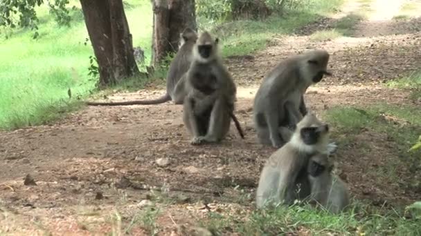 猴子家人围坐在一起 — 图库视频影像