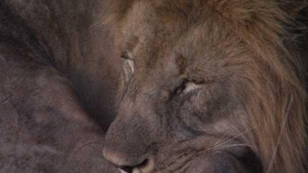 美丽的野生狮子 — 图库视频影像