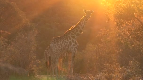 Giraffe in der Sonne — Stockvideo