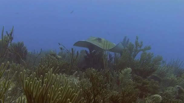 Stingray nuotare attraverso la barriera corallina — Video Stock