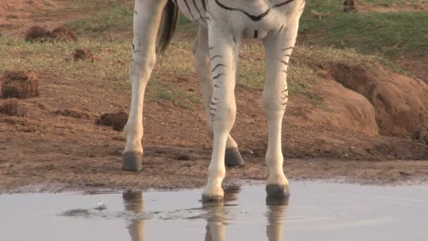 Zebra zöld Savannah legeltetés — Stock videók