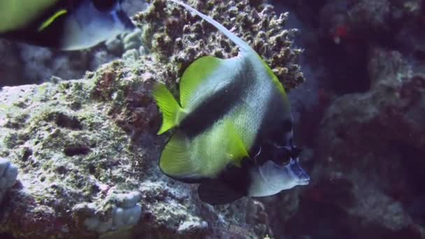 Poissons papillons nageant près du récif corallien — Video