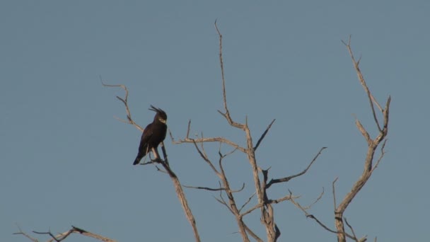 Filmación Hermoso Pájaro Árbol — Vídeos de Stock