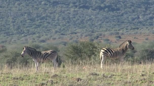 Zebra's grazen in groene savannah — Stockvideo