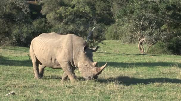 Eating grass rhino — Stock Video