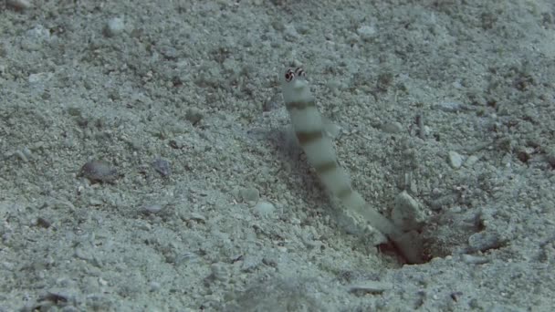 Goby fish and shrimp hiding into hole — Stock Video