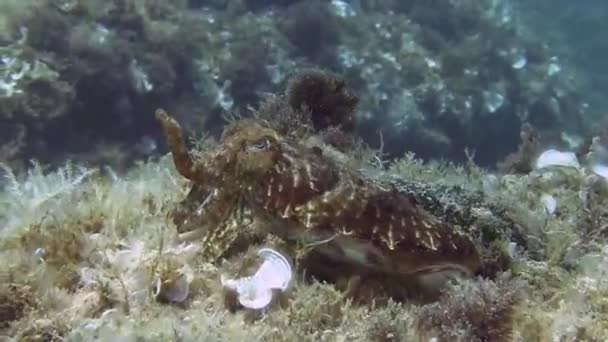Cuttlefish in Mediterranean sea — Stock Video