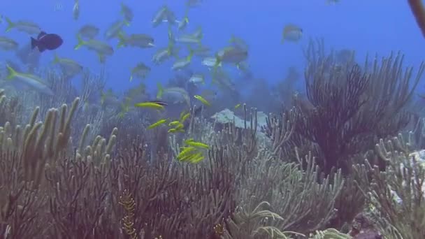 Yellowtail snappers in sea — Stok Video