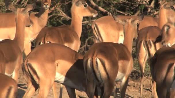 Grupo de ciervos silvestres — Vídeo de stock