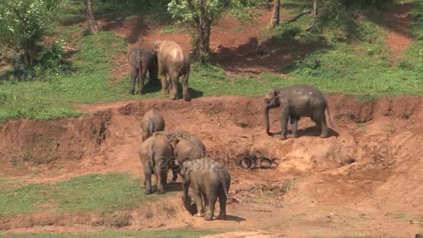 Grupo de elefantes en la naturaleza — Vídeo de stock