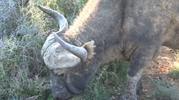 Buffalo w Republice Południowej Afryki — Wideo stockowe