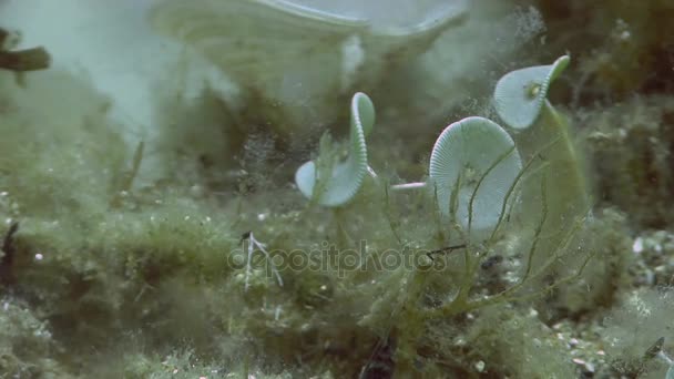 Cangkir putri duyung karang di pasir di bagian bawah — Stok Video