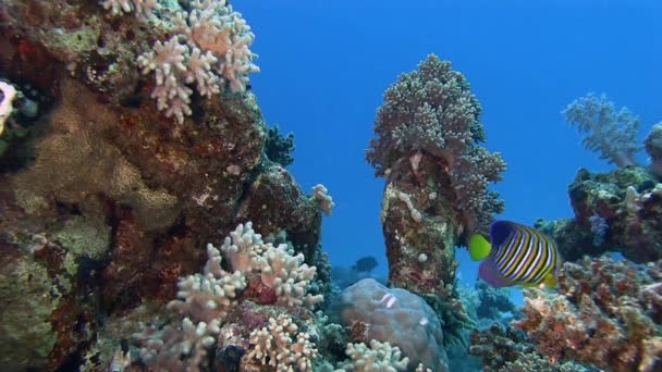 Bunte Fische schwimmen in der Nähe von Korallenriffen — Stockvideo