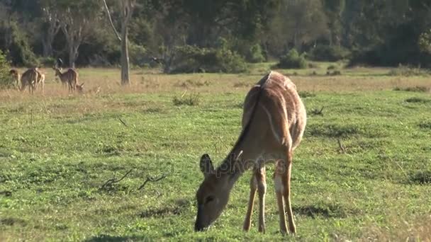 Cerfs d'Afrique du Sud — Video