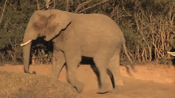 South african elephants — Stock Video