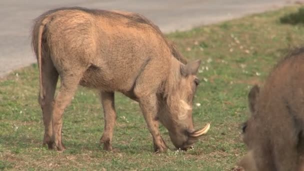 Warzenschweine fressen Gras — Stockvideo